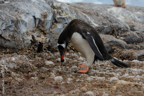 Gentoo penguin going with stone in beak