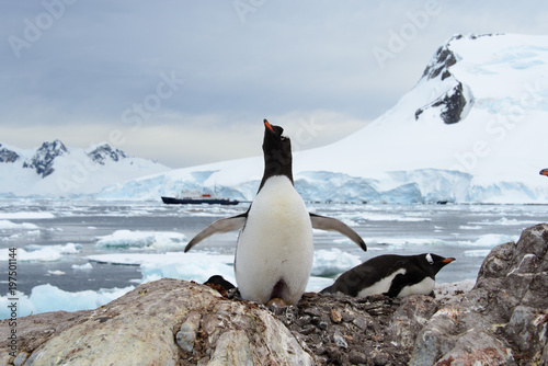 Gentoo penguin with egg in nest