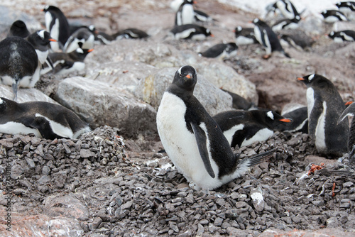 Gentoo penguin with egg in nest