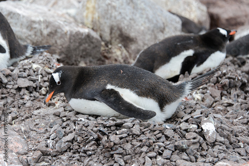 Fototapeta Naklejka Na Ścianę i Meble -  Gentoo penguin laying on stone