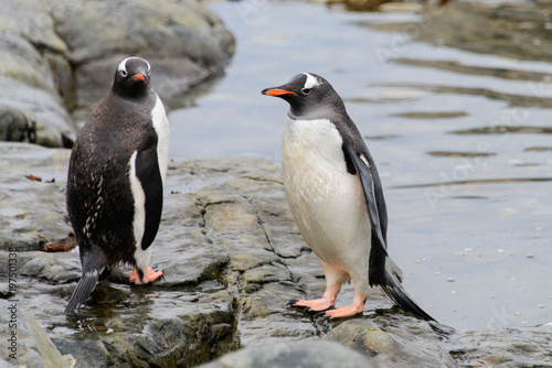 Two gentoo penguins
