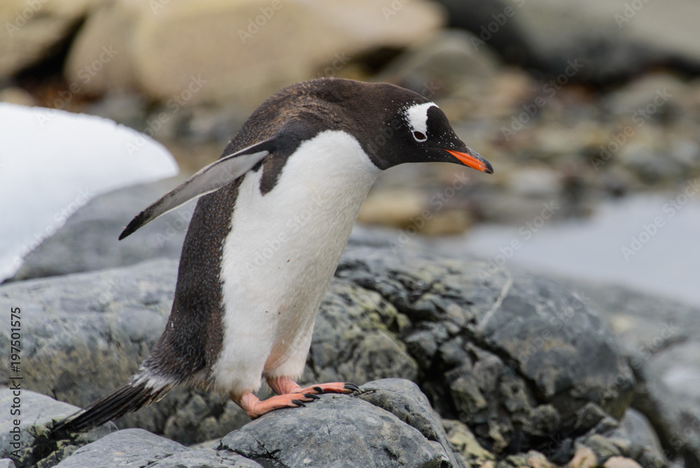 Fototapeta premium Gentoo penguin going