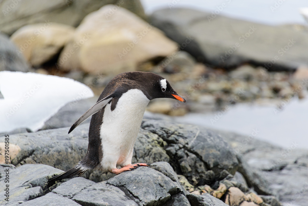 Naklejka premium Gentoo penguin going