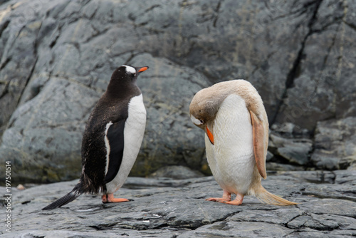 Two gentoo penguins - black and grey