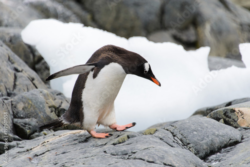 Gentoo penguin going