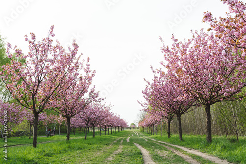 japanese cherry blossoms in full bloom