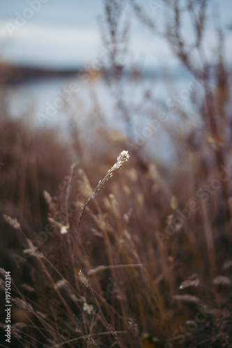 Grass near the lake