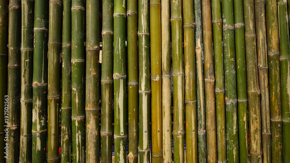 bamboo wall background texture pattern brown nature garden house wallpaper line
bamboo wall background texture pattern brown nature garden house wallpaper line