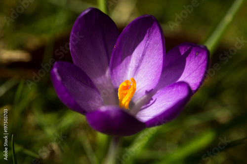 Purple spring crocus