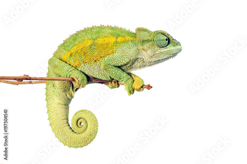 Raues Bergchamäleon (Trioceros rudis) - coarse chameleon