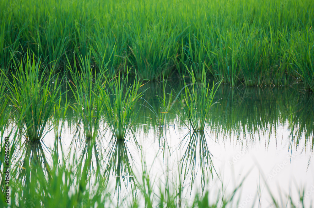 reflect on the water.