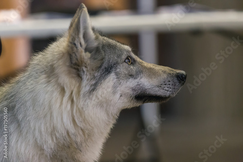 Dog portrait, dog breed Czechoslovakian wolfdog photo