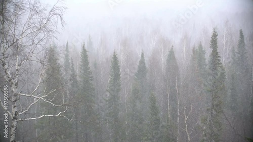 snow storm in the forest forest