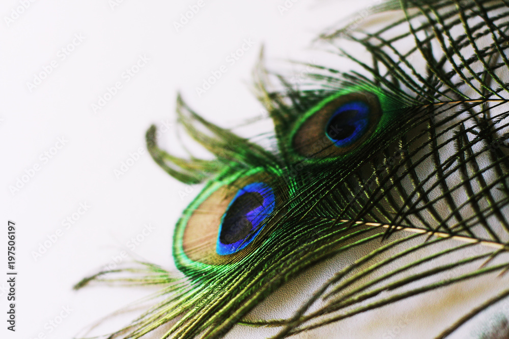 Obraz premium Peacock feathers on white background