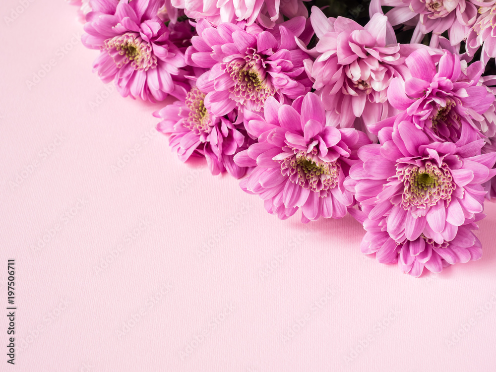 Bouquet of multicolored chrysanthemums on a pink background Place for text