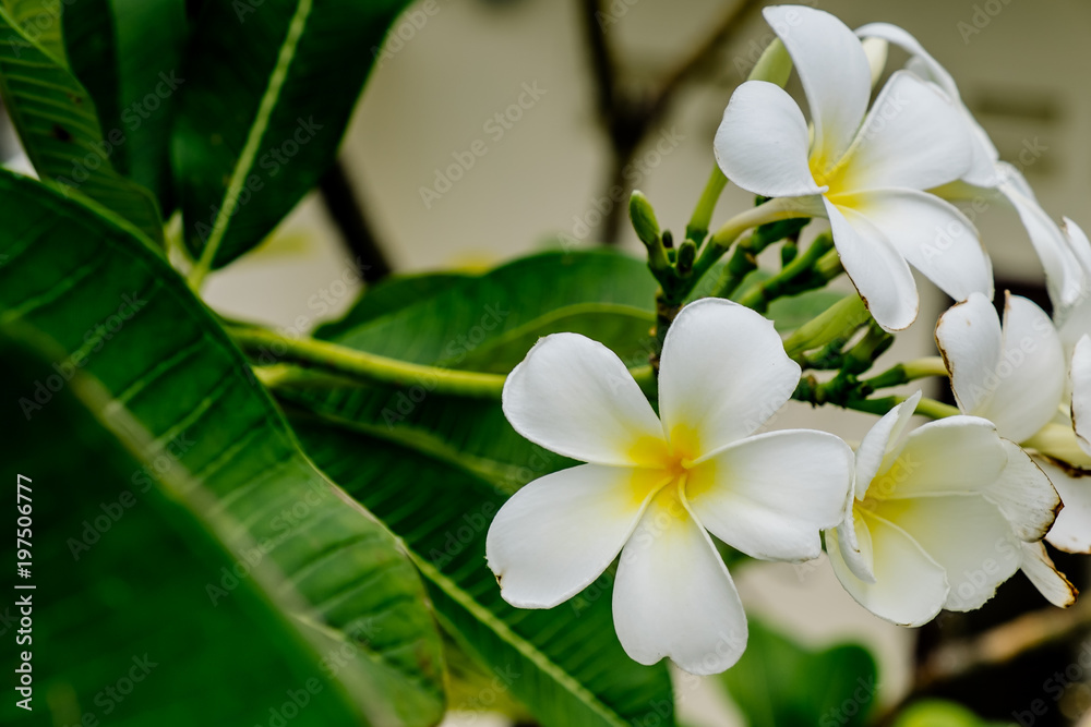 Frangipani tropical flowers in Bangkok Frangipani tropical flowers in Bangkok