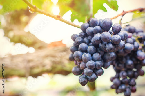 Фотография Vineyards at sunset in autumn harvest