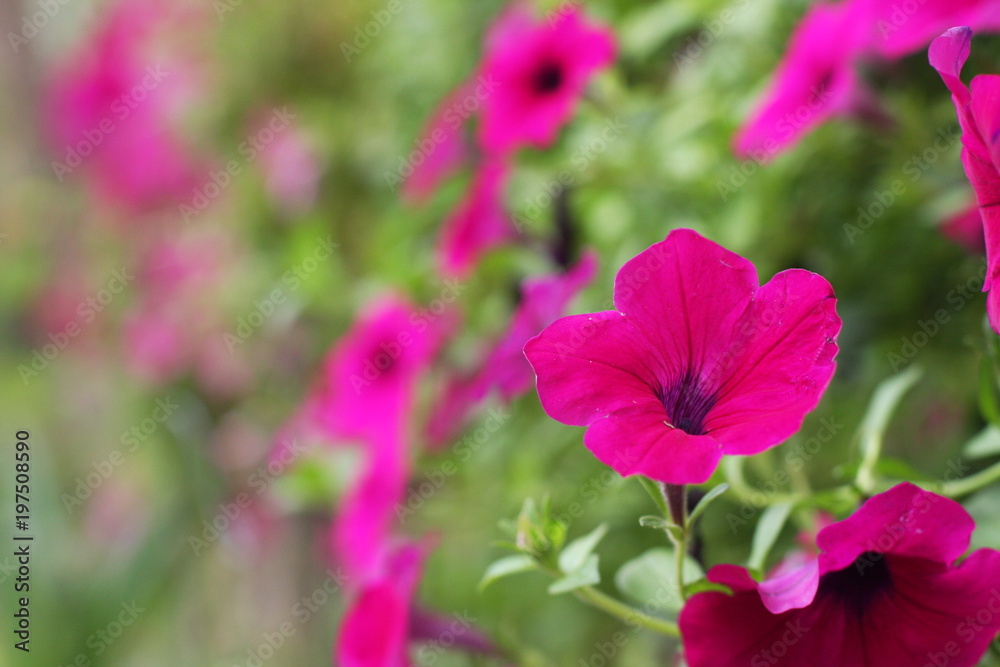 Flower in the garden