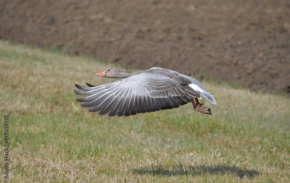 Fliegende Graugans Fliegende Graugans