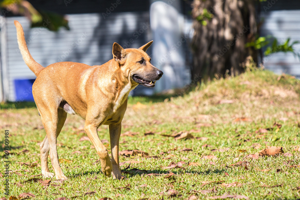Stray dogs, standing on green grass Stray dogs, standing on green grass