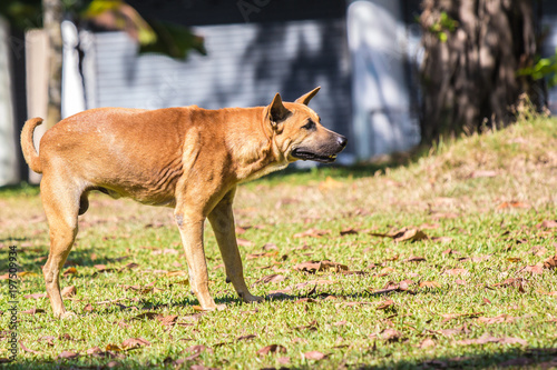 Stray dogs, standing on green grass