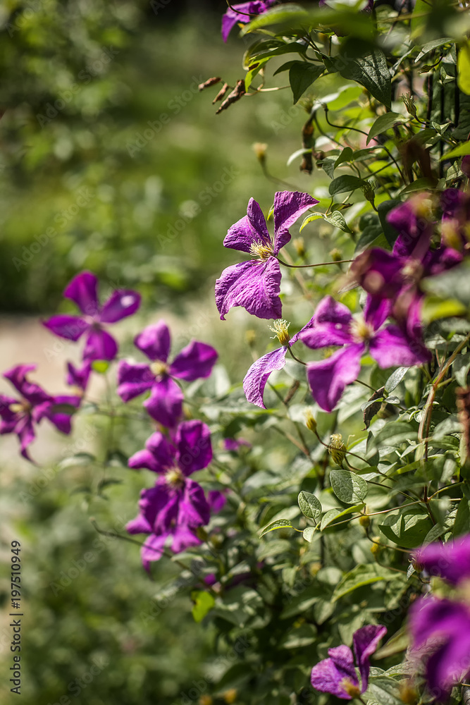 Blooming purple clematis on the lattice of the arch Blooming purple clematis on the lattice of the arch