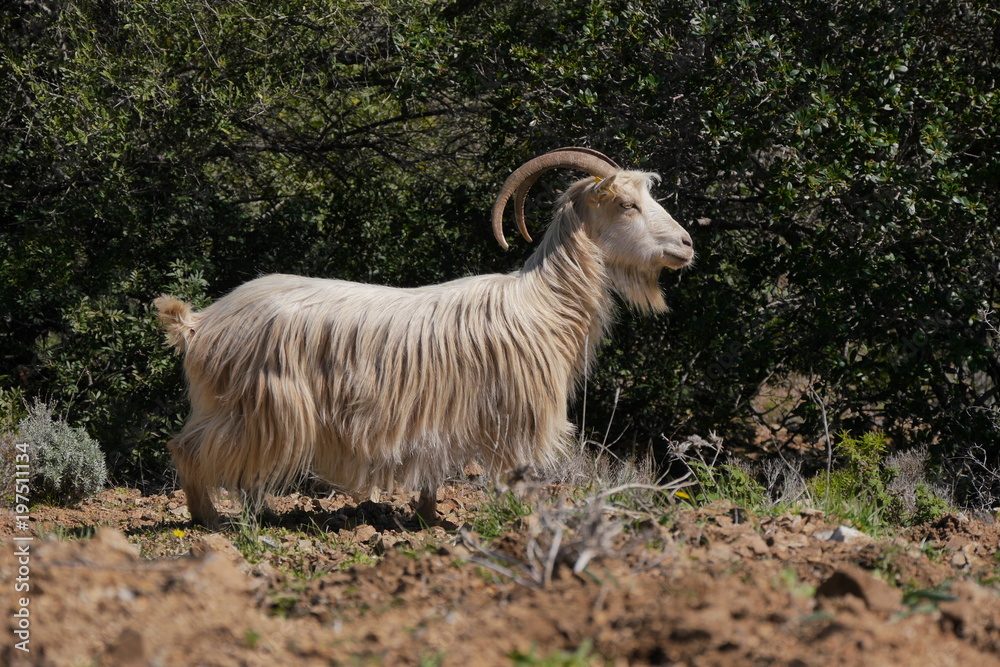 Obraz premium Milchziege in den enBerg