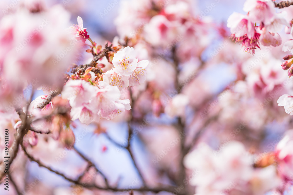 熱海桜の花 熱海桜の花