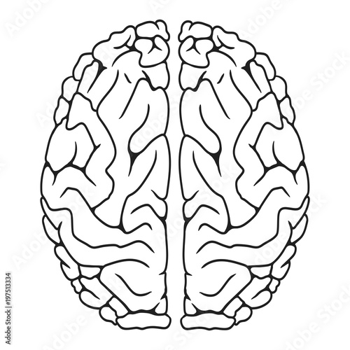 Human brain on white background. Vector illustration