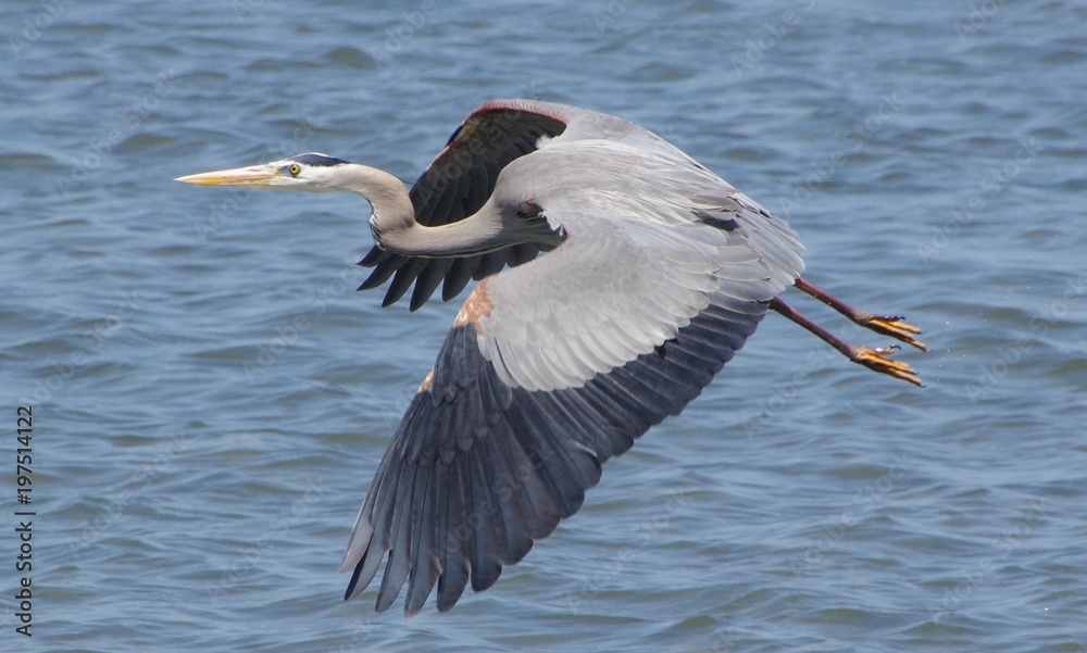 Obraz premium le vol du heron cendre