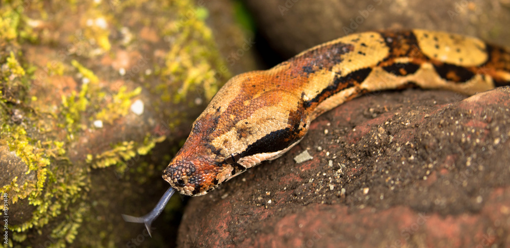 Fototapeta premium Junge Anaconda, freilebend