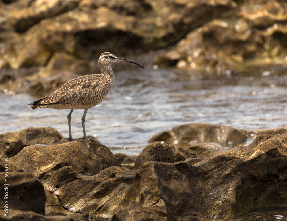 Wasservogel am Meeresfelsen