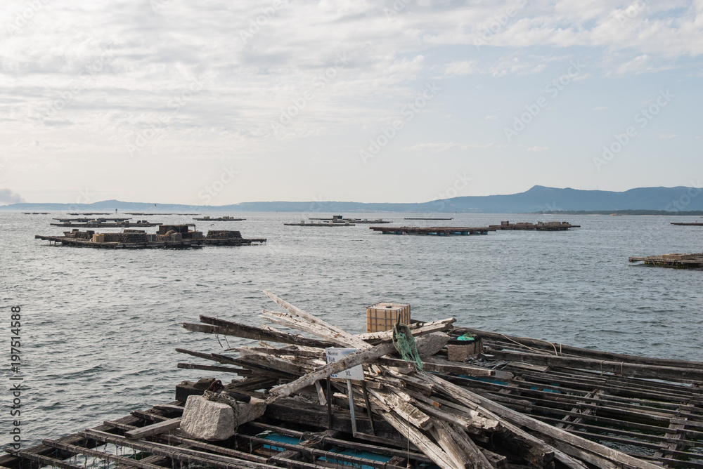 Mussel aquaculture rafts, batea, in Arousa estuary