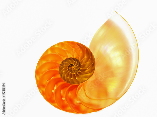 Closeup of a beautiful nautilius orange shell on a white background