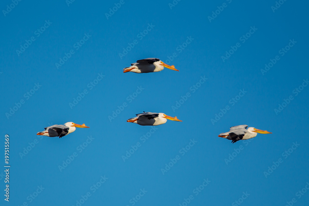 White pelicans in formation above scooteny reservoir in Washington.