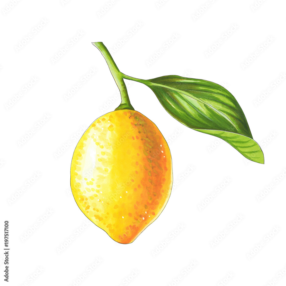 Lemon on a branch on a white background. Sketch done in alcohol markets