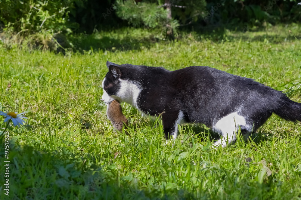 Black with white spots cat caught a field mouse and carries it in his teeth on a green glade.