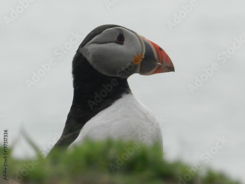 Puffin on lookout © Hannah