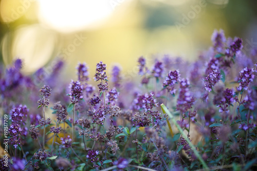 Nature. Many lilac wild meadow flowers in summer field in morning fresh sunlight. Outdoor fresh photo with warm colors