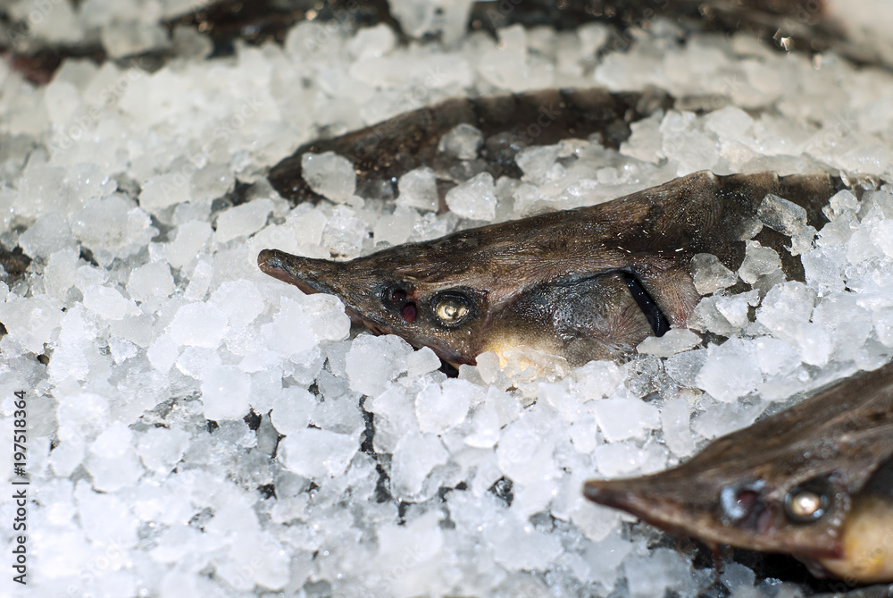 Fototapeta premium head of fresh sturgeon in ice on store shelve closeup