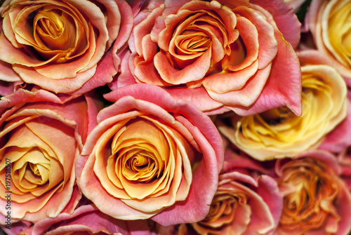 bouquet of yellow-pink roses closeup  top view