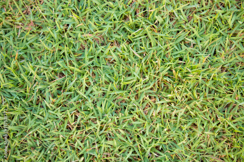 green grass texture natural background