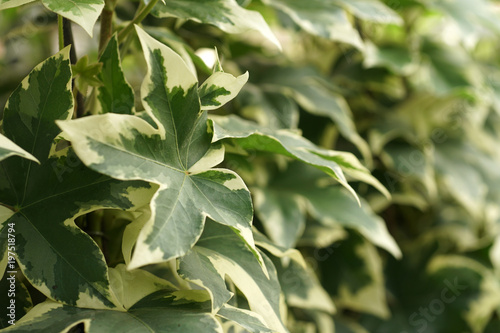 Green Ivy Close Up Background