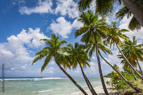 Palmen und Traumst  nde im Cocos Keeling Atoll  Australien  Indischer Ozean