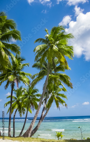 Fototapeta Naklejka Na Ścianę i Meble -  Palmen und Traumstände im Cocos Keeling Atoll, Australien, Indischer Ozean