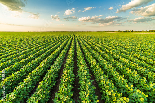 Vászonkép Green ripening soybean field, agricultural landscape