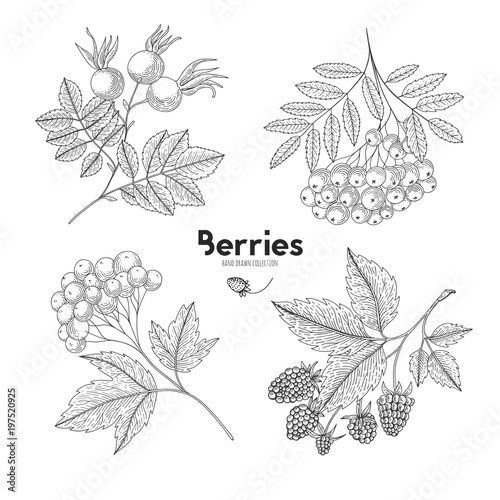 Collection of hand drawn berries isolated on white background. Botanical illustration of engraved berry. Viburnum, rowan, raspberry, rosehip. Design for package of health and beauty natural products.