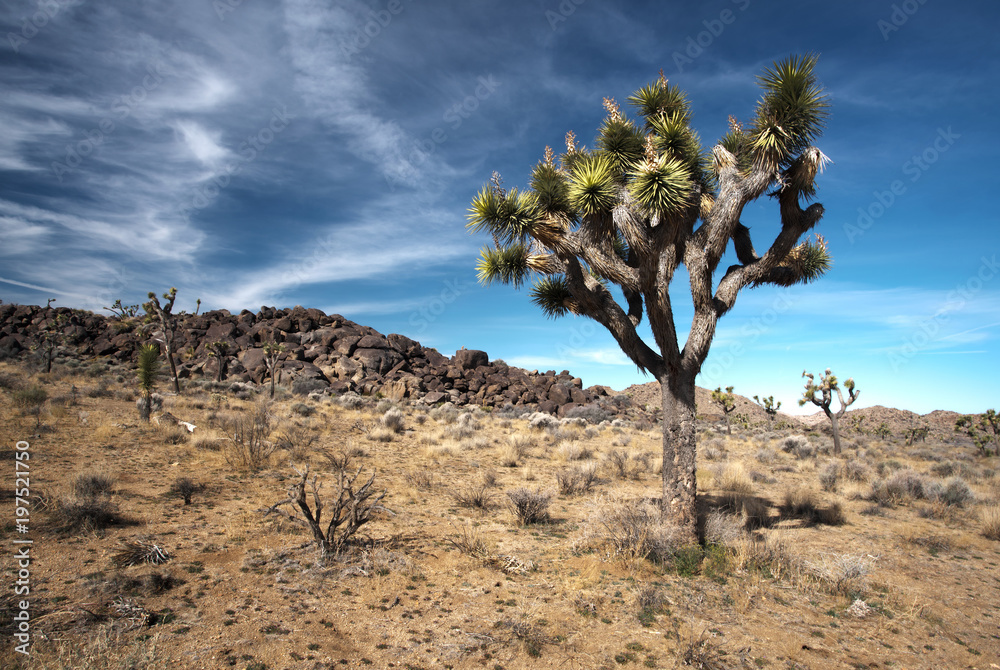 Mojave Desert Joshua Tree