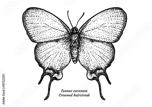 Evenus coronata, Crowned hairstreak, illustration, drawing, engraving, ink, line 

art, vector