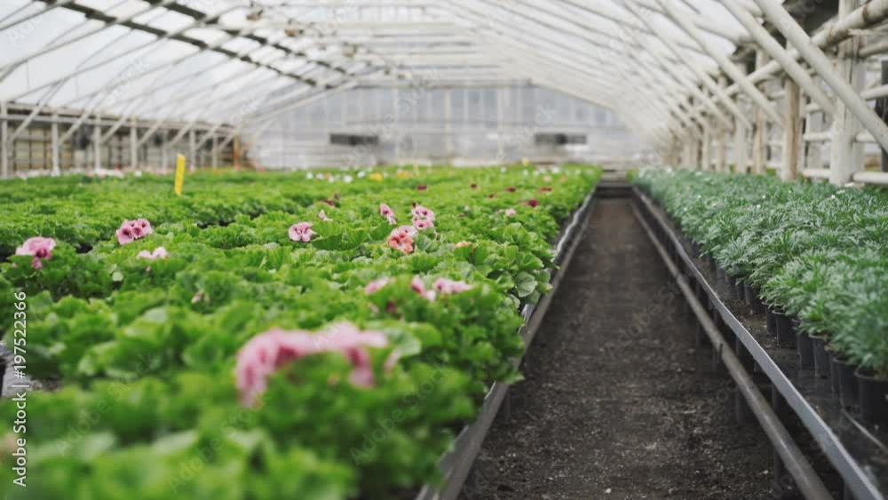 View of many petunia seedling in greenhouse. 4K View of many petunia seedling in greenhouse. 4K